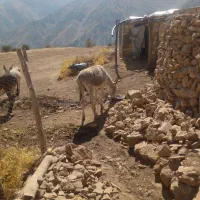 الاغ آرم و زرنگ|حیوانات مزرعه|الیگودرز, |دیوار