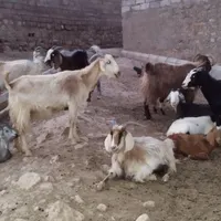 بز وا بی فروشی|حیوانات مزرعه|اندیمشک, |دیوار