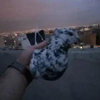 کفتر سوسکی اخمو سو قدیم