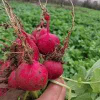 ترب و تربچه کلی و جزئی