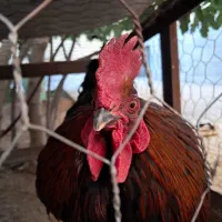 خروس محلی