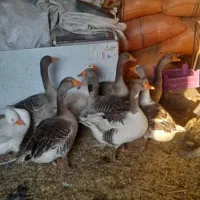 سلام ده عددهستن|حیوانات مزرعه|شادگان, |دیوار