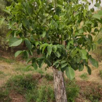 پیوند انواع درخت