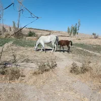 اسب مادیان کورشم مادیانه