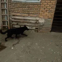 سگ ژرمن‌|سگ|کرمانشاه, |دیوار