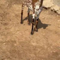 نابی بزغا|حیوانات مزرعه|سمنان, |دیوار