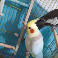 عروس هلندی
