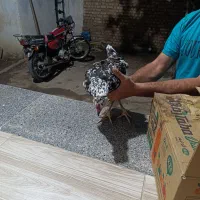 مرغ گلین خال سوزنی با ده تا جوجه از خودش