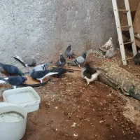 بیست تا نر پلاکی|پرنده|برازجان, |دیوار