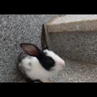 خرگوش
