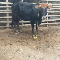 عکس اولی فروش رفته