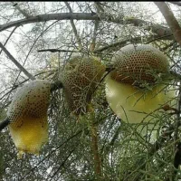 عسل وحشی صددرصد تظمینی|خوردنی و آشامیدنی|بندر ماهشهر, |دیوار