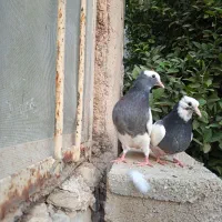 کبوتر طوق|پرنده|شیراز, محمدیه|دیوار