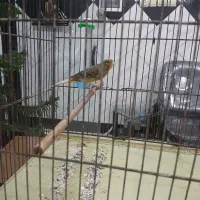 قناری نر بخون