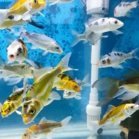 گله ماهی کوی