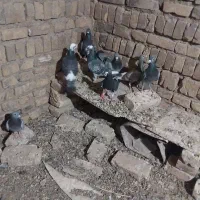 جفتگاه