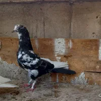 کفتر ۵تا جوجه پرشی