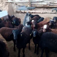 بره افشاری تمیز و مرتب وسالم|حیوانات مزرعه|گرگان, |دیوار