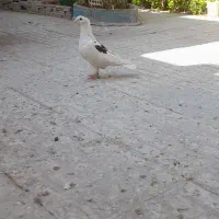 کبوتر|پرنده|شیراز, شهرک سراج‎|دیوار