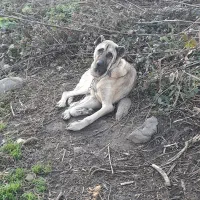 سگ  نر سراب درشت.|سگ|رشت, کوی فکوری|دیوار