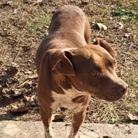 واگذاری سگ ماده