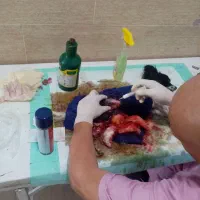 سگ پاکوتاه گم شده|حیوانات|بم, |دیوار