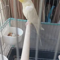 عروس هلندی سخنگو
