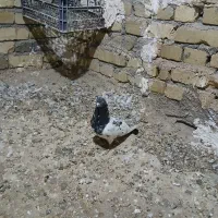 کبوتر نرو ماده پرشی