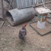 خروس و اردک|حیوانات مزرعه|قم, شهرک مهدیه (مدرس)|دیوار