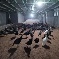 بوقلمون یک ساله در حال تخم درشت و آماده|حیوانات مزرعه|مشهد, کوشش|دیوار