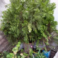 سه عدد درخت کاج وسه عدد سیکاس