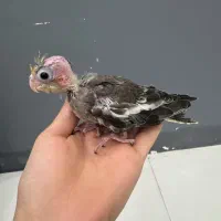 جوجه عروس هلندی