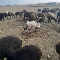 فروش بوز|حیوانات مزرعه|نقده, |دیوار