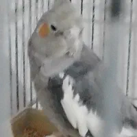 عروس ماده