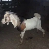 سه تا نریگ خوب