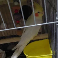 عروس هلندی نر