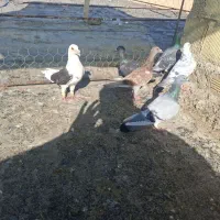 تعدادی پلاکی