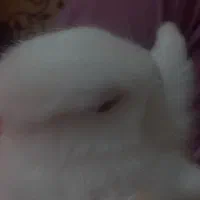 خرگوش نر واگذار میشود|موش و خرگوش|خلخال, |دیوار