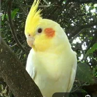 پرنده
