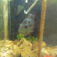 یک عدد فلاور زیبا|ماهی|سراب, |دیوار