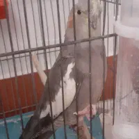 عروس هلندی نر