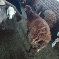 بره قوچی