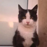 گربه تاکسیدو|گربه|زنجان, |دیوار