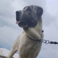 سگ ماده الابای