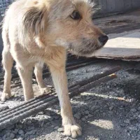 سگ معاوضه با کبوتر