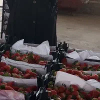 استخدام نیروی