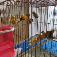 فروش  یا معاوضه قناری سرخ و شتری سرخ با رسمی بلند|پرنده|یزد, |دیوار