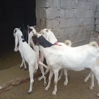 بز گلابی