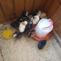 مرغ کاکولی با ۱۳ تا جوجه|حیوانات مزرعه|اطاقور, |دیوار