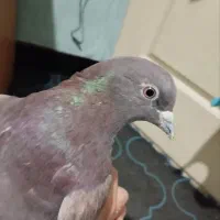 نر سرخ غریب